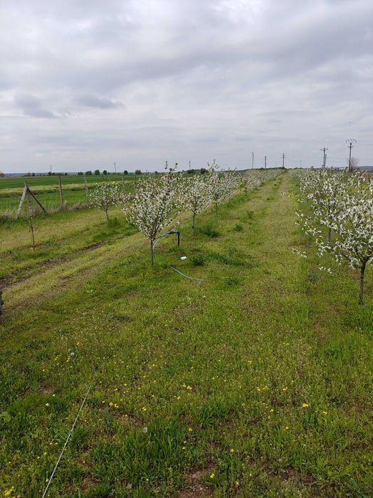 Vand livada 400 visini