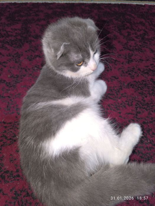 Скоттиш фолд мушуклари