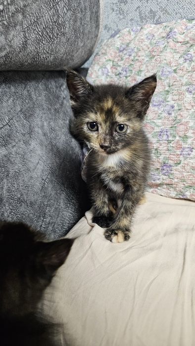 Котята бесплатно