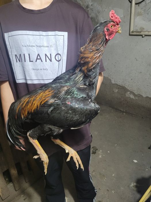 Продам яйца-дакана,100% КОРЕЕЦ