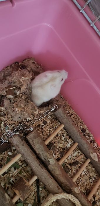 Hamster alb de vanzare