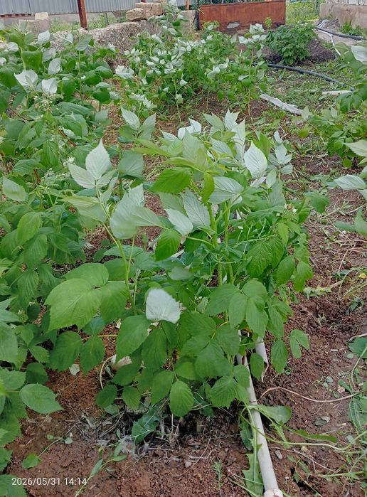 Продам рассаду малины Шапка Мономаха