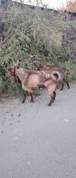 Продаю козу и козла