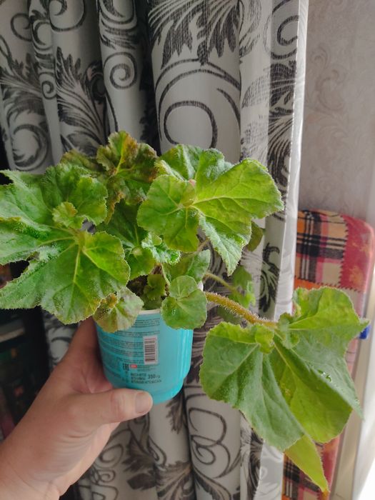 Продам цветы комнатные