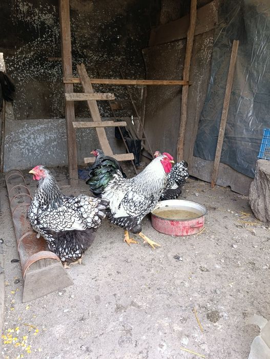 Găini wyandotte , familie 1 cocos și 2 gaini