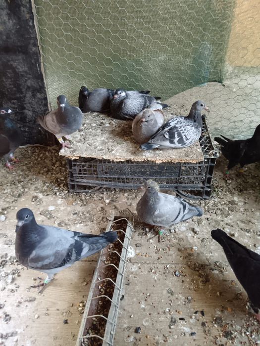 Porumbei de vânzare