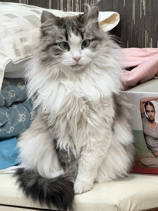 Отдам кошек в добрые руки