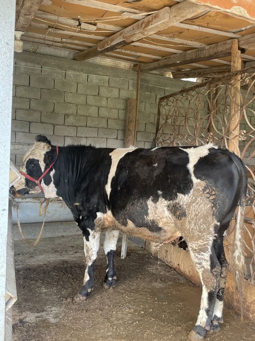 Buqa sotiladi aprelda 1 yow boladi