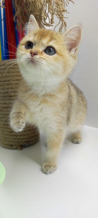 Шиншиллы золотые