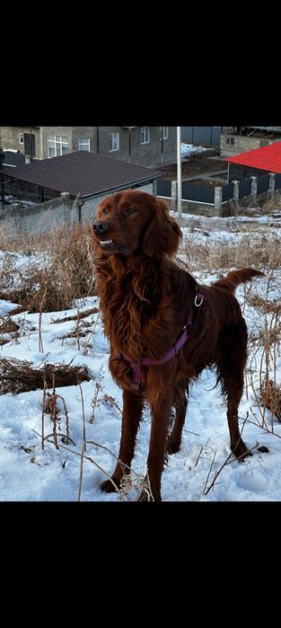 Пропал ирландский сеттер в кыргауылды