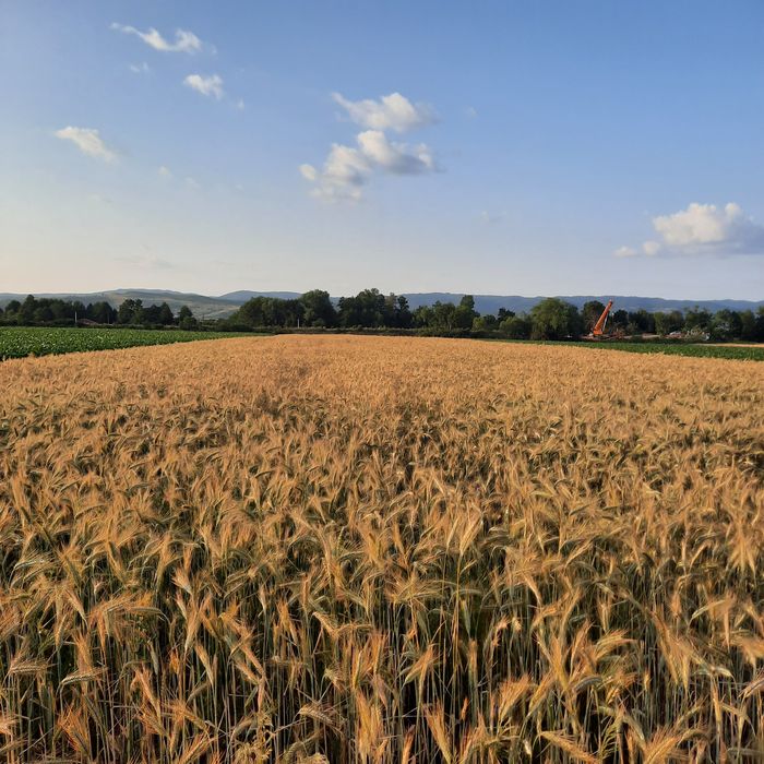 grâu, orzoaica de toamna triticale