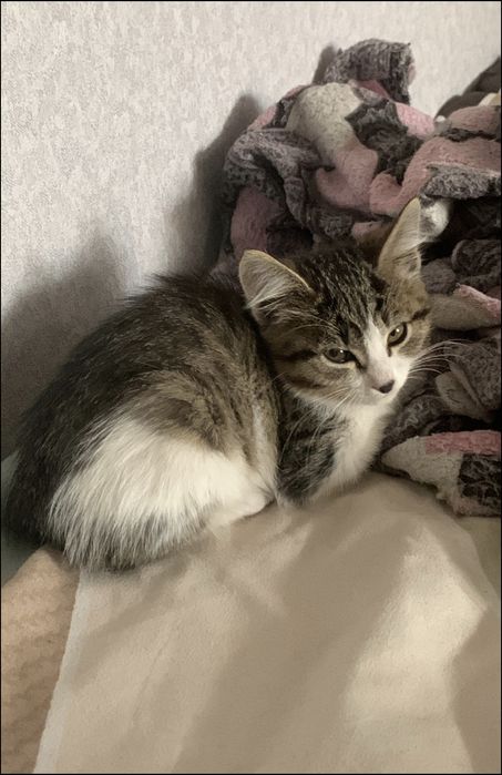 Отдам котенка в добрые руки