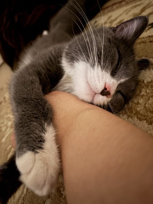 Шотландская прямоухая кошка