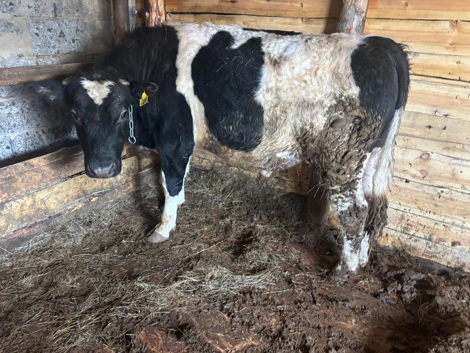 Продам бычков срочно!