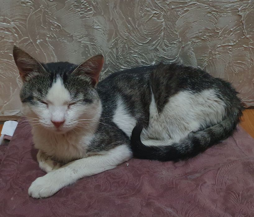 Кот ищет дом. Только в добрые руки