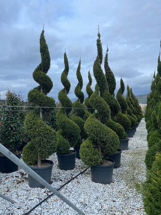 Spirale din leylandii. calitate extra, avem toate dimensiunile