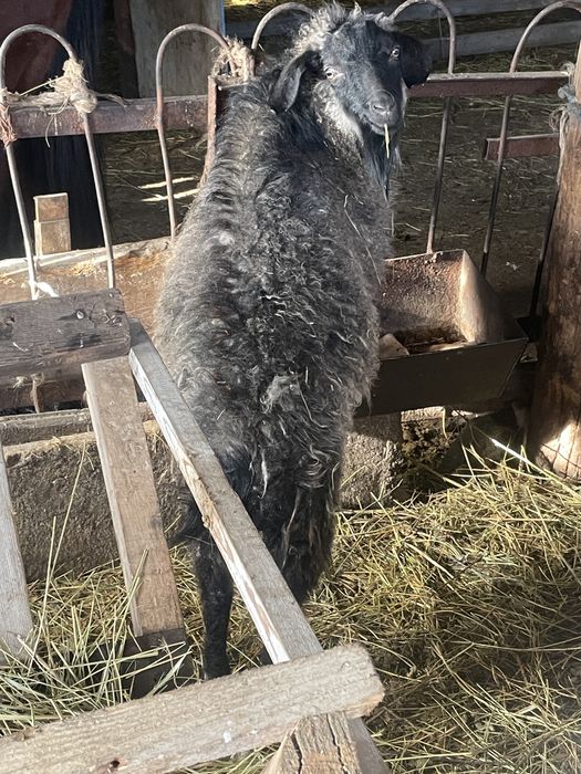 Семіз қой ешкілер сатылады