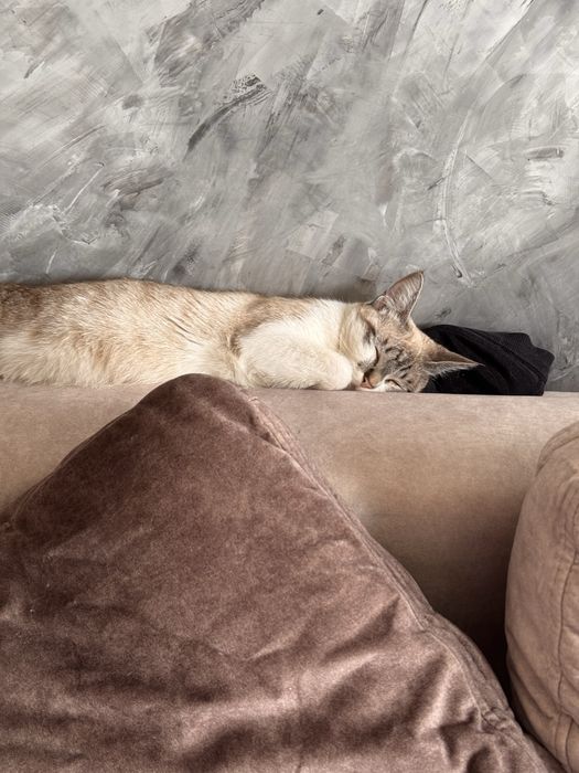 Найдена тайская кошка