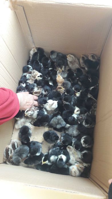 Vând ouă australorp