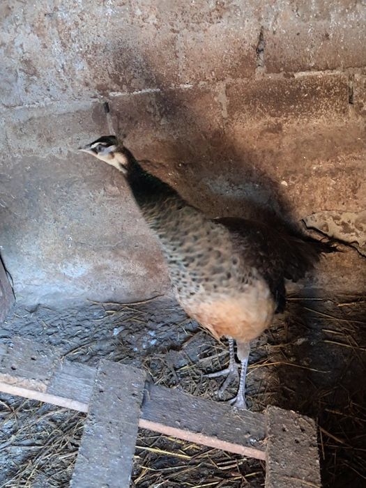 Păuni pereche (pauni standard indian blue)