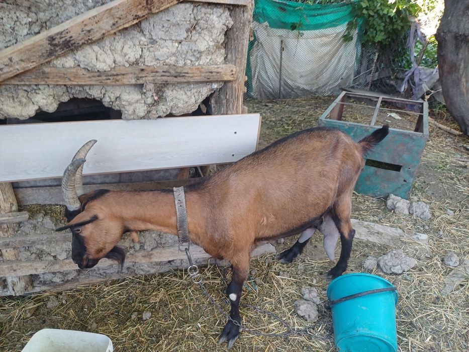 Capra Alpin Francez