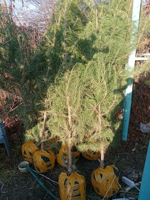 Продам можжевельник, сосна