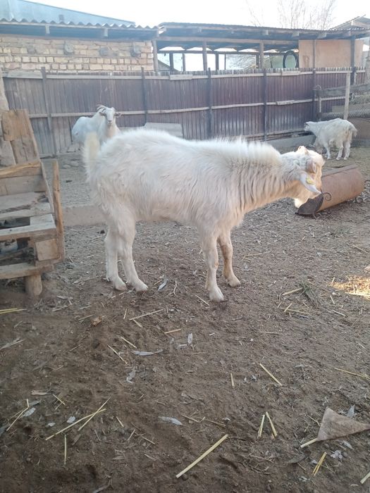 Теке сатылады 1 жылдық