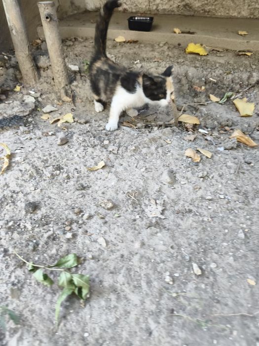 Кошечка на вид месяца два