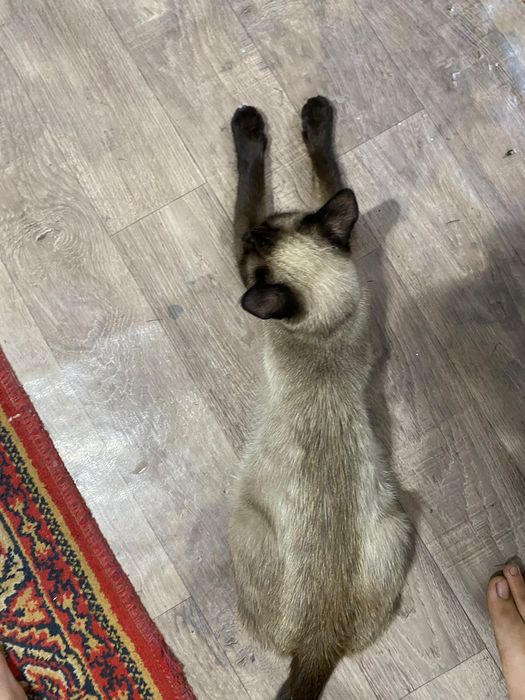 Отдам в хорошие руки
