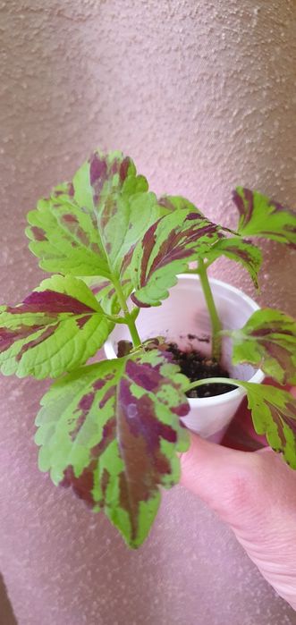 Колеусы комнатные/садовые цветы