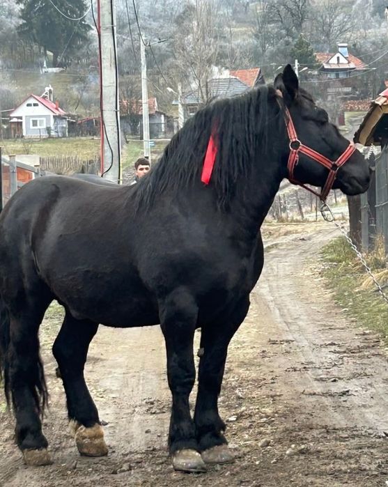 Vând cal urgent tânăr