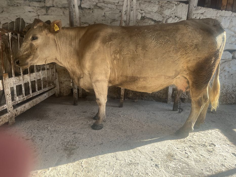 Vaca de vanzare rasă grea