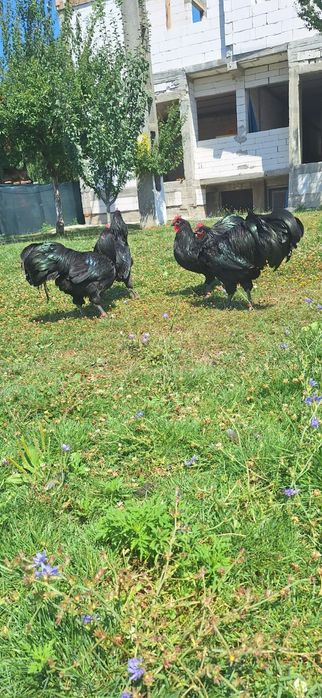 Vând puicii de austrlorop și cocoși