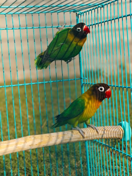 Папугайлар сатылады