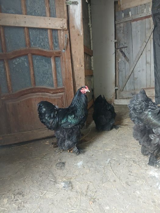 Чистокровные чёрные Брама