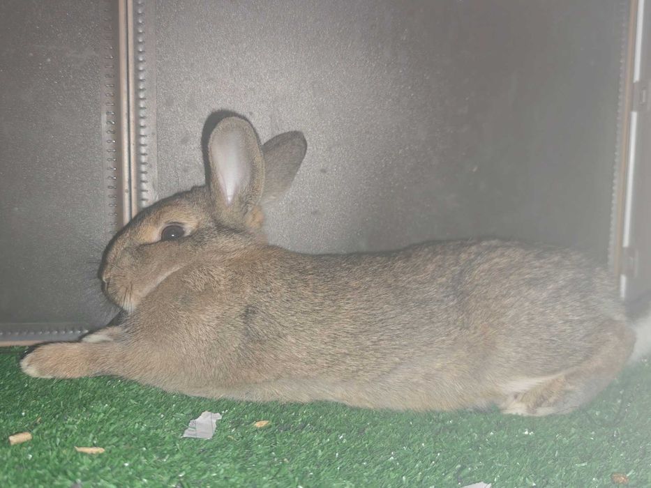 Холандски джуджета