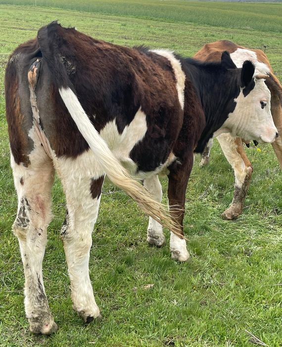 Junincă bălțată disponibilă