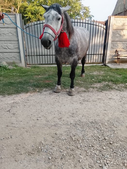 Iapa de vanzare de 5 ani