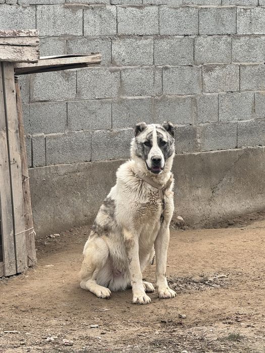 Алабай ит сатылады