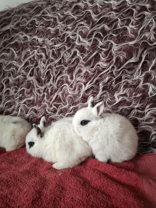 Продавам декоративни зайчета за 10 евро