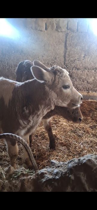 бузаулар сатылады порода