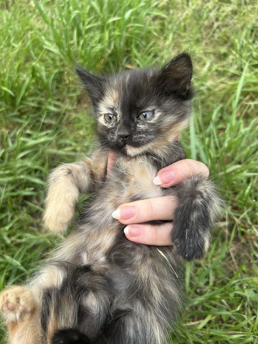 Котята бесплатно в добрые руки