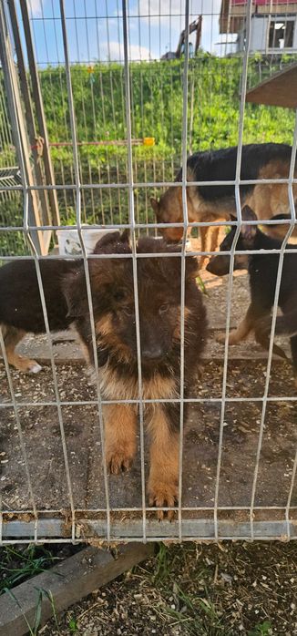Ciobanesc german 2 luni