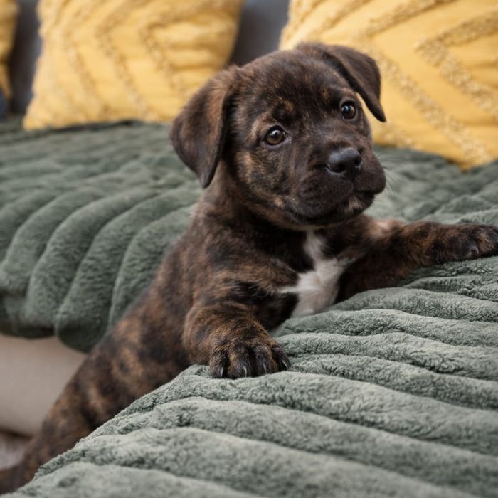 Cățelușa Cane Corso