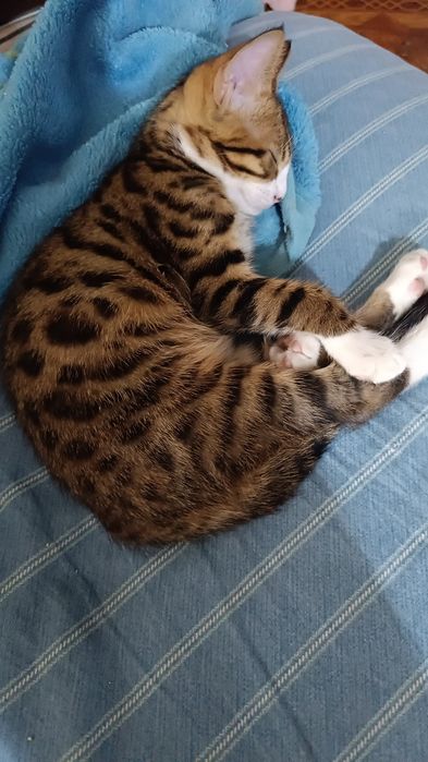 Продам бенгальского котика