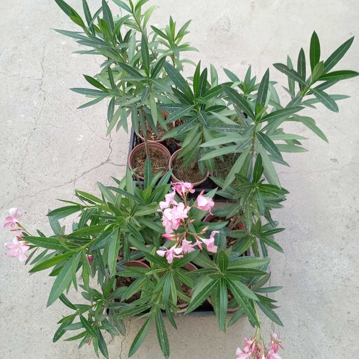 Олеандр розовый / Pushti rangli Tol guli (Nerium oleander pink)