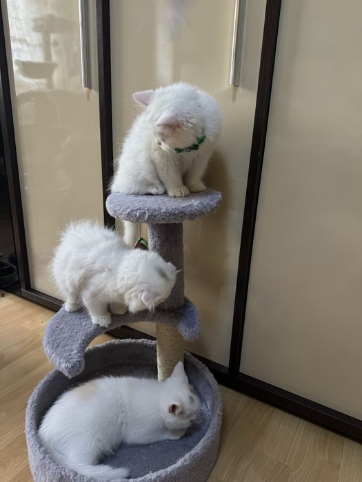 British shorthair -longhair, scotish fold