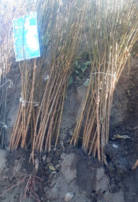 Саженцы плодовых деревьев! Разные сорта, которые устойчивый к болезням