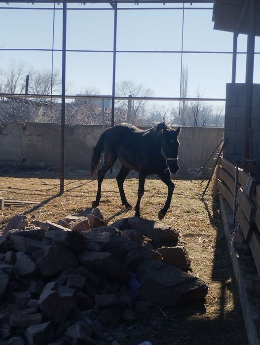 Продам тайчика инаходей жорға