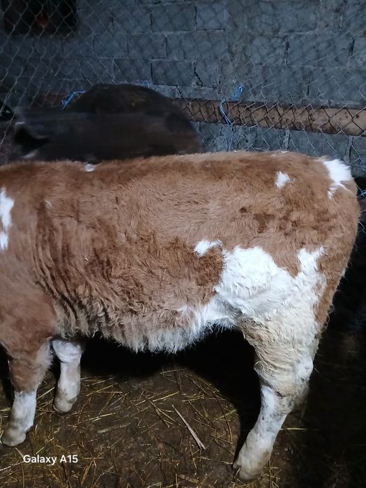 Vand 2 vitei baltati